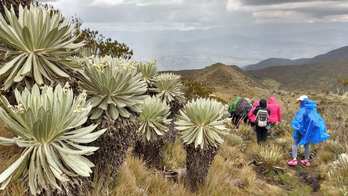 Vista aérea del Amazonas con un río curvo rodeado de bosque verde