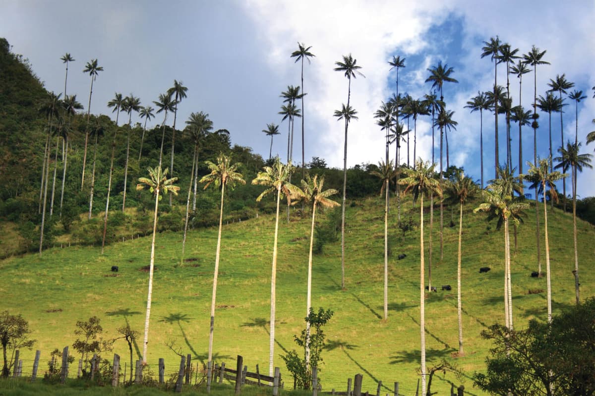 Vista aérea del Amazonas con un río curvo rodeado de bosque verde